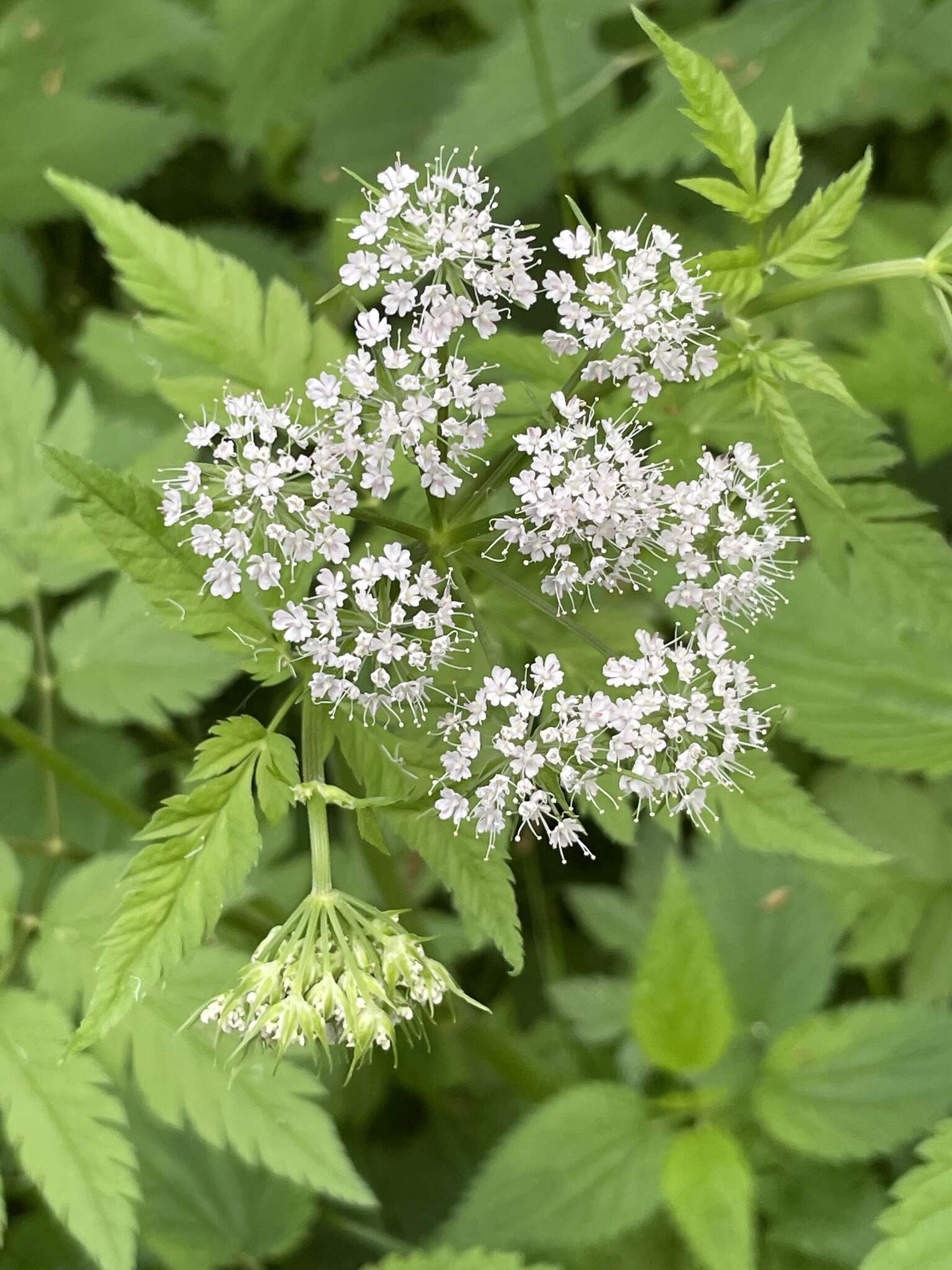 Image of Chaerophyllum hirsutum L.