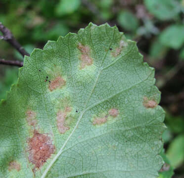 Imagem de Betula humilis Schrank