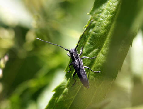 Image of Phytoecia nigricornis (Fabricius 1782)