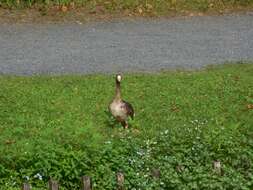 Image of Eurasian White-fronted Goose