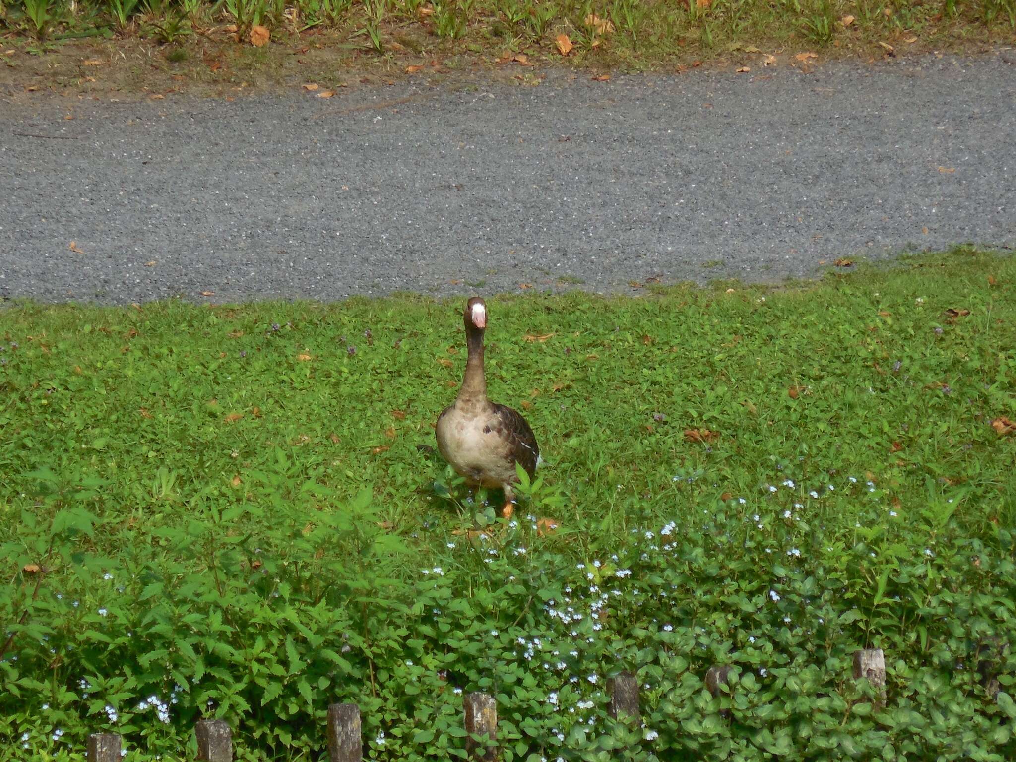 Image of Eurasian White-fronted Goose