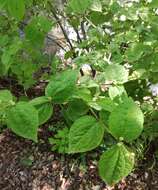 Image of Philadelphus tenuifolius Rupr. & Maxim.