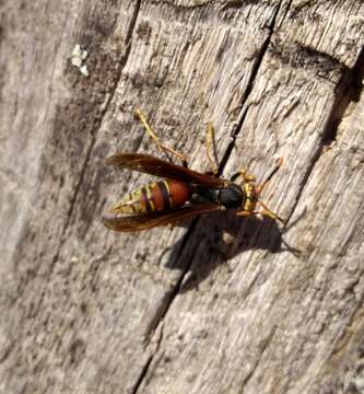 Image of Polistes buyssoni Brethes 1909