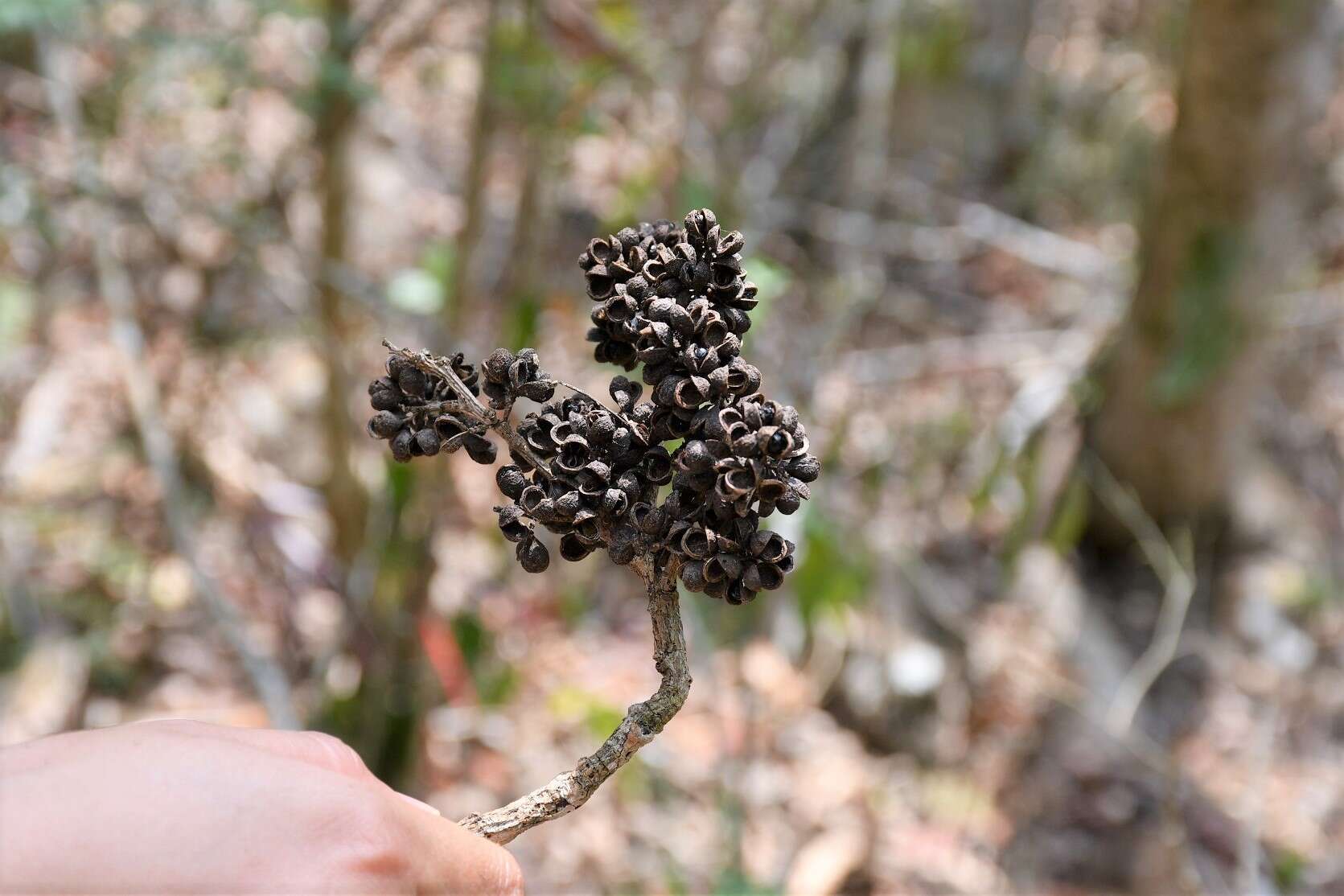 Imagem de Zanthoxylum quassiifolium (J. D. Sm.) Standl. & Steyerm.