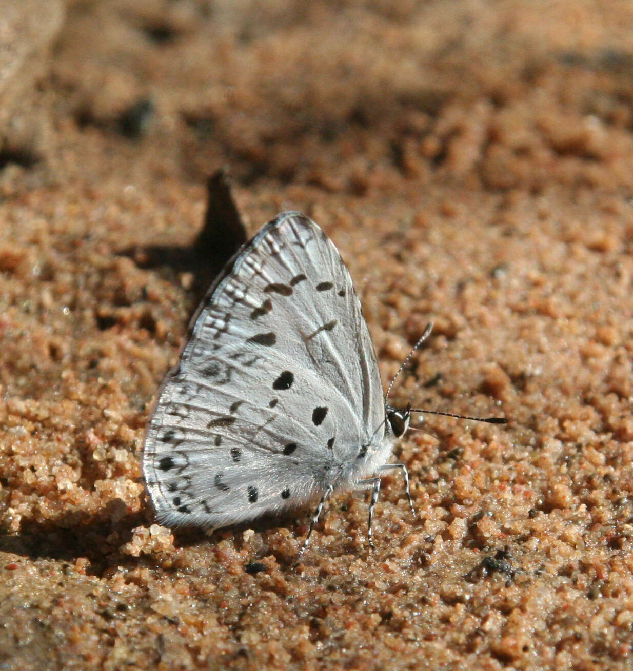 Image of Acytolepis puspa gisca (Fruhstorfer 1910)