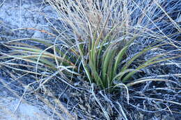 Image of Trelease's century plant
