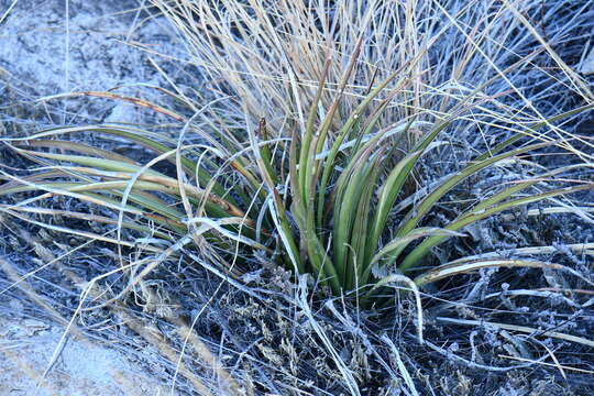 Sivun Agave schottii var. treleasei (Toumey) Kearney & Peebles kuva