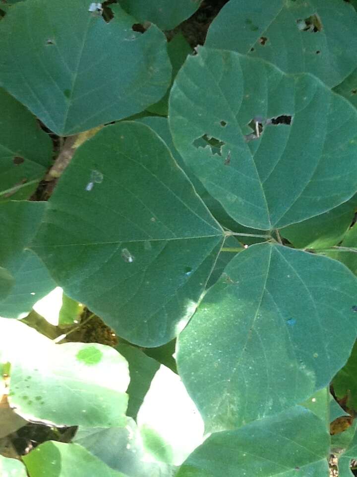 Image of kudzu