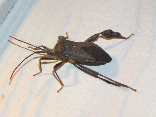 Image of Acanthocephala