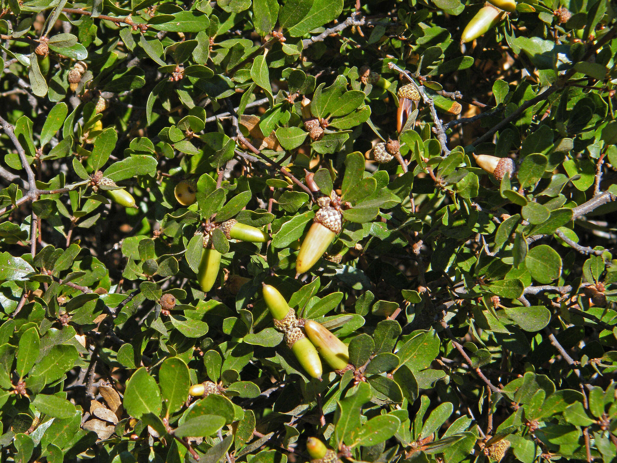 Image of Channel Island Scrub Oak