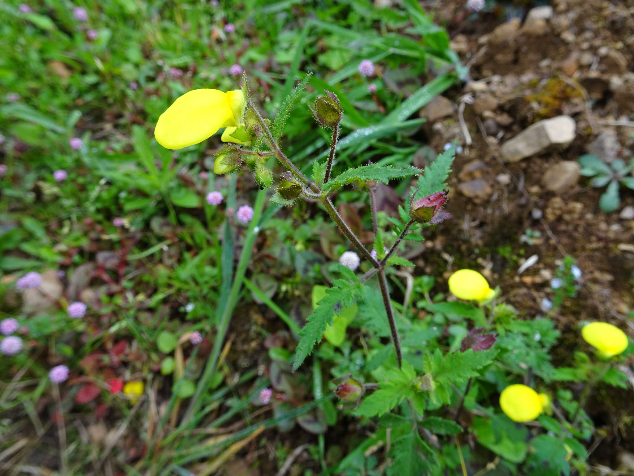 Image of Calceolaria mexicana Benth.