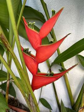 Image of Dwarf Jamaican Heliconia