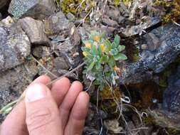 Image of yellow arctic draba