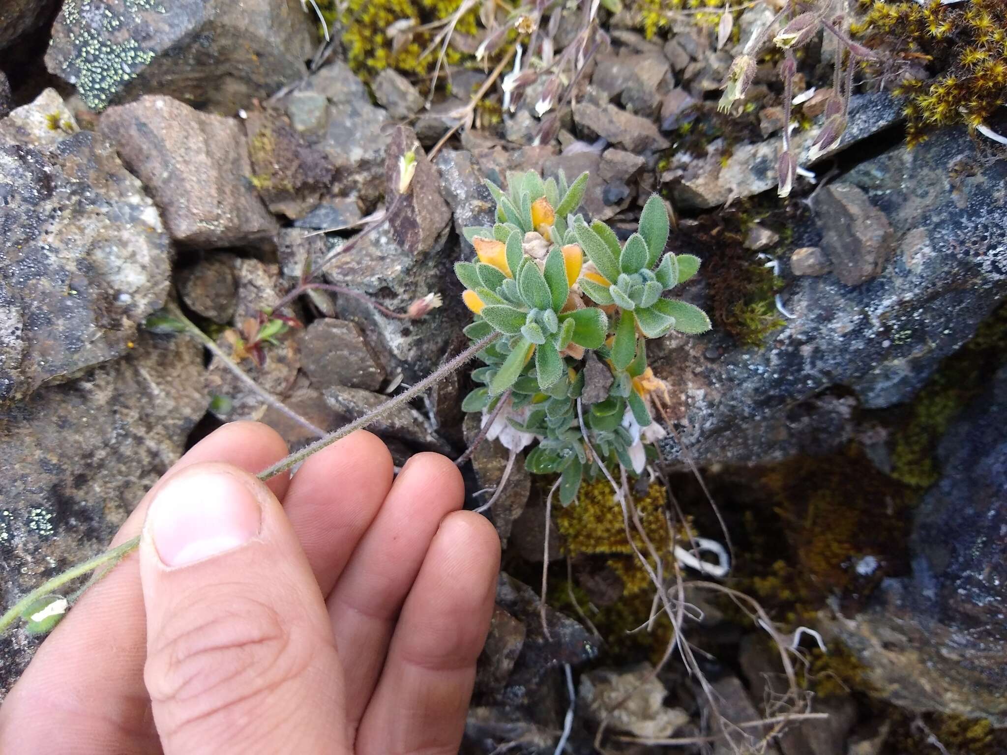 Image of yellow arctic draba