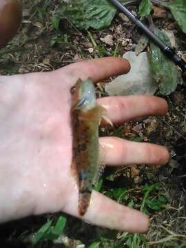 Image of Knobfin sculpin