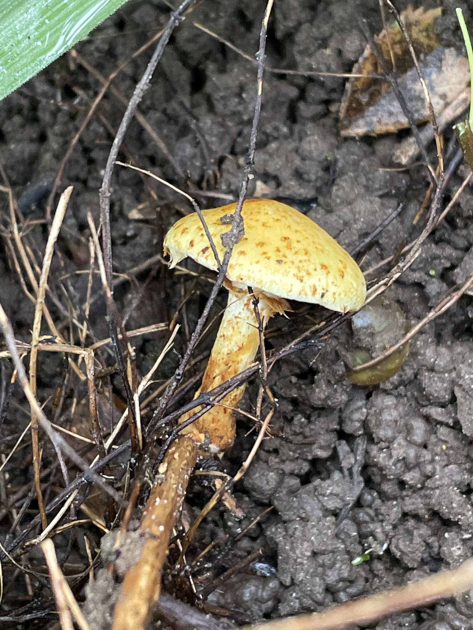 Image of Pholiota lucifera (Lasch) Quél. 1872