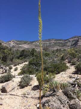 Image of Utah agave