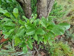 Image of Canthium suberosum Codd