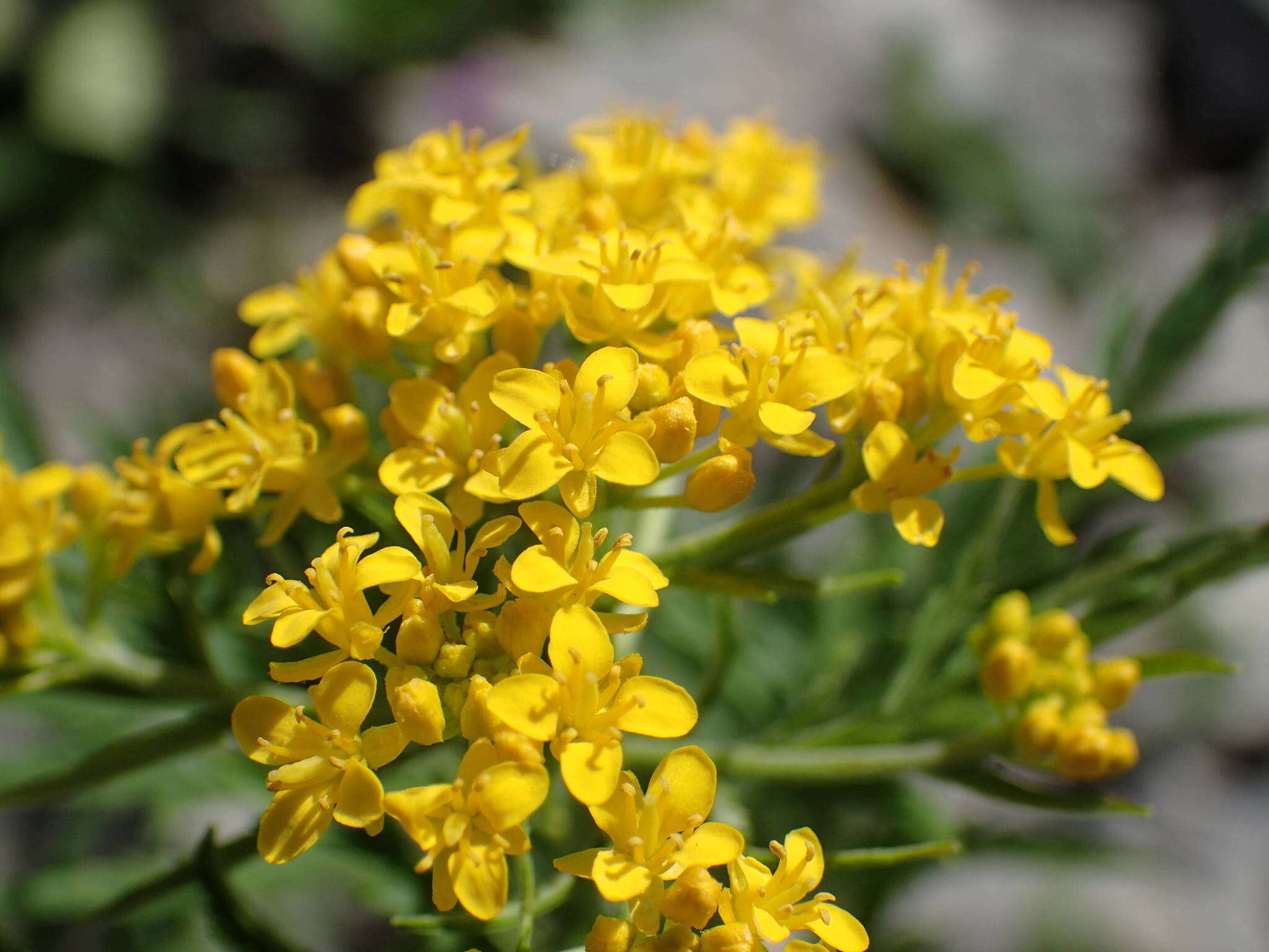 Image of Descurainia tanacetifolia (L.) Prantl