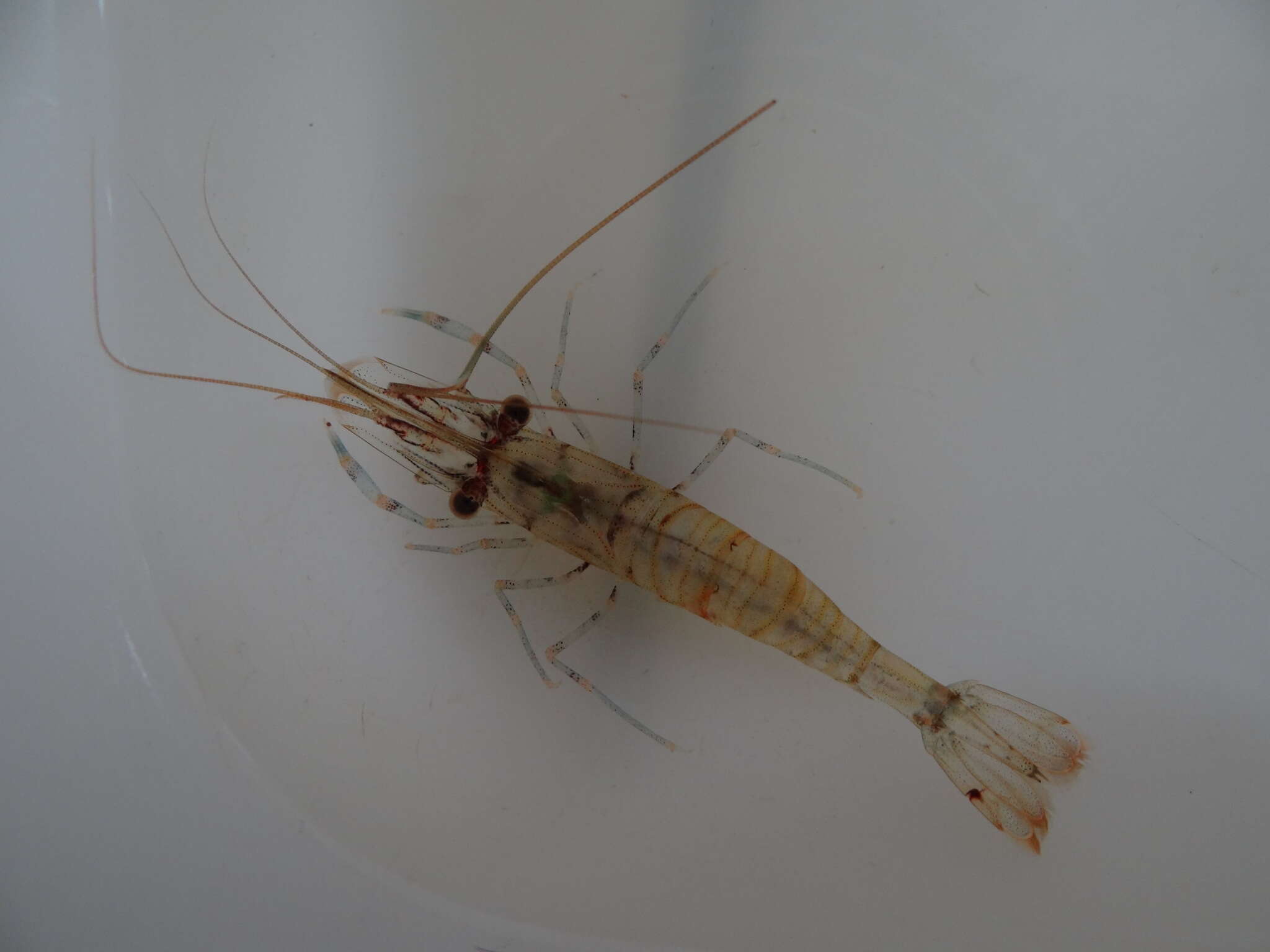 Image of Common prawn