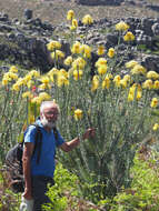 Image of Leucospermum reflexum var. luteum J. P. Rourke