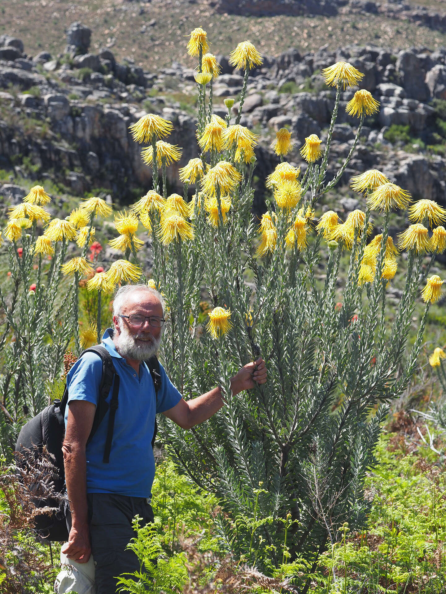 Image of Leucospermum reflexum var. luteum J. P. Rourke