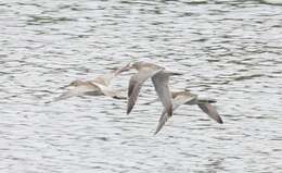 Limosa lapponica lapponica (Linnaeus 1758)的圖片