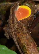 Image of Humble Anole