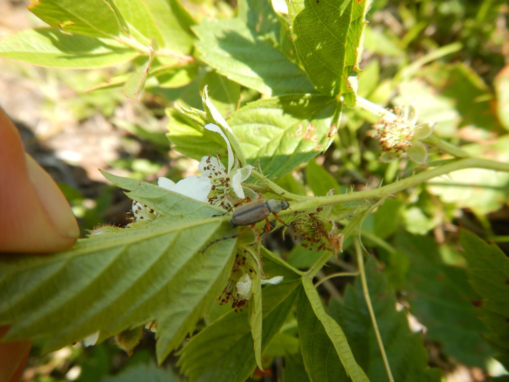 Image of Rose Chafer