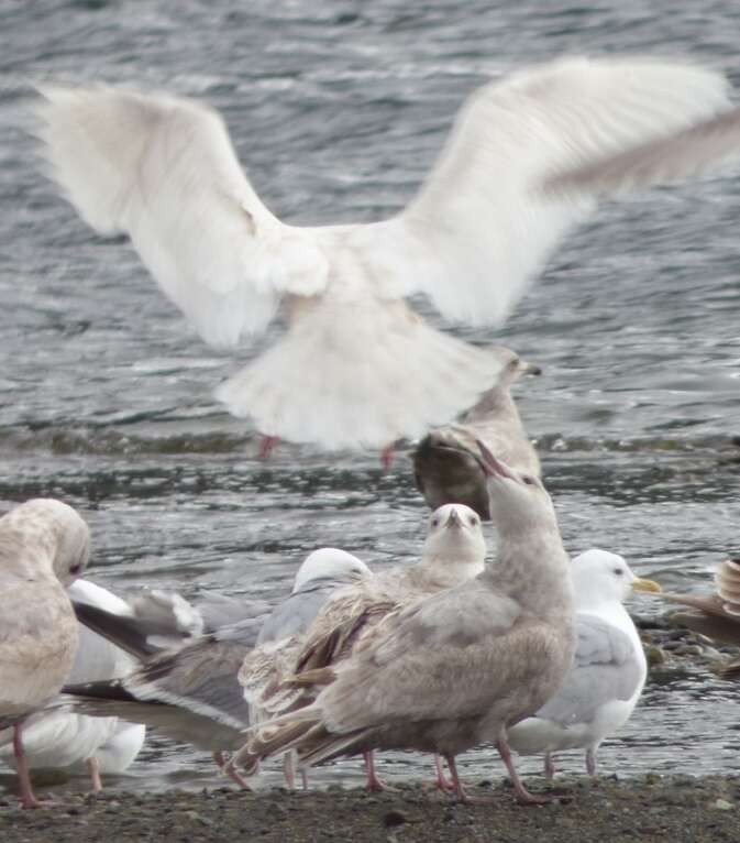 Image of Glaucous Gull