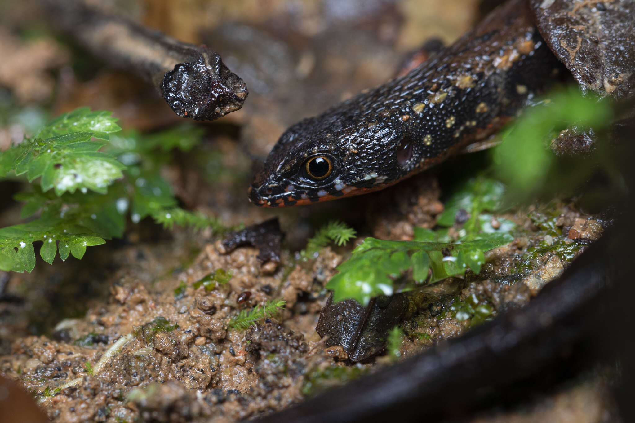 Image of Loxopholis parietalis (Cope 1886)