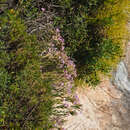 Image of Dianthus fruticosus subsp. occidentalis Runemark