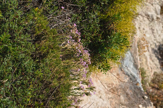 صورة Dianthus fruticosus subsp. occidentalis Runemark