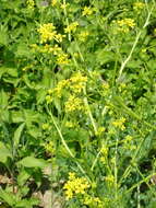 Image of perennial bastardcabbage