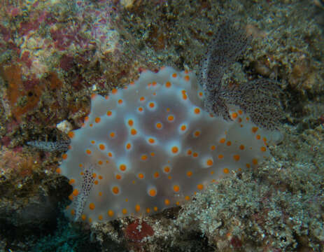 Image of Orange spotted peppered white slug