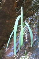 Image of Gladiolus aquamontanus Goldblatt