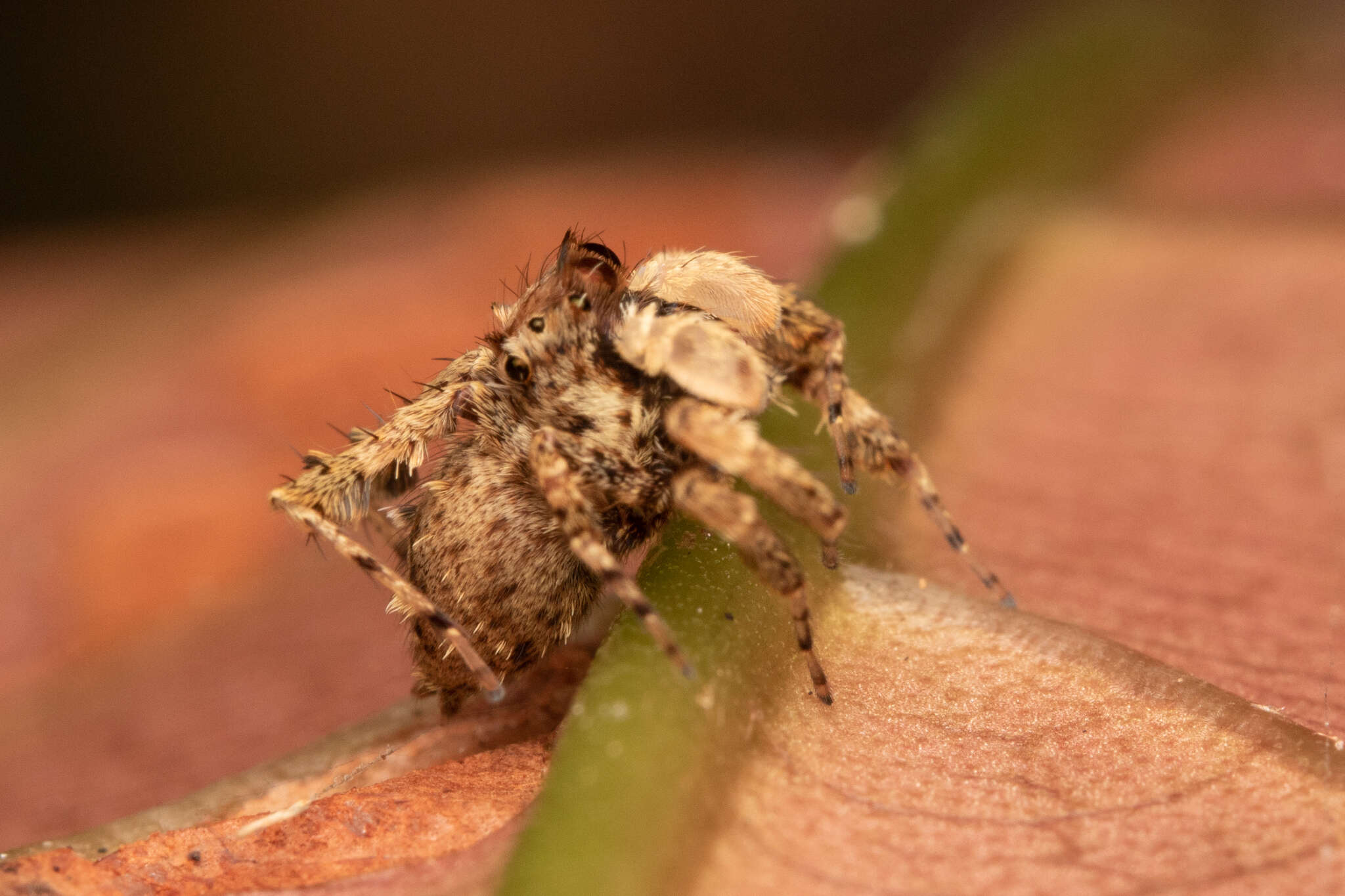 Image of Portia labiata (Thorell 1887)