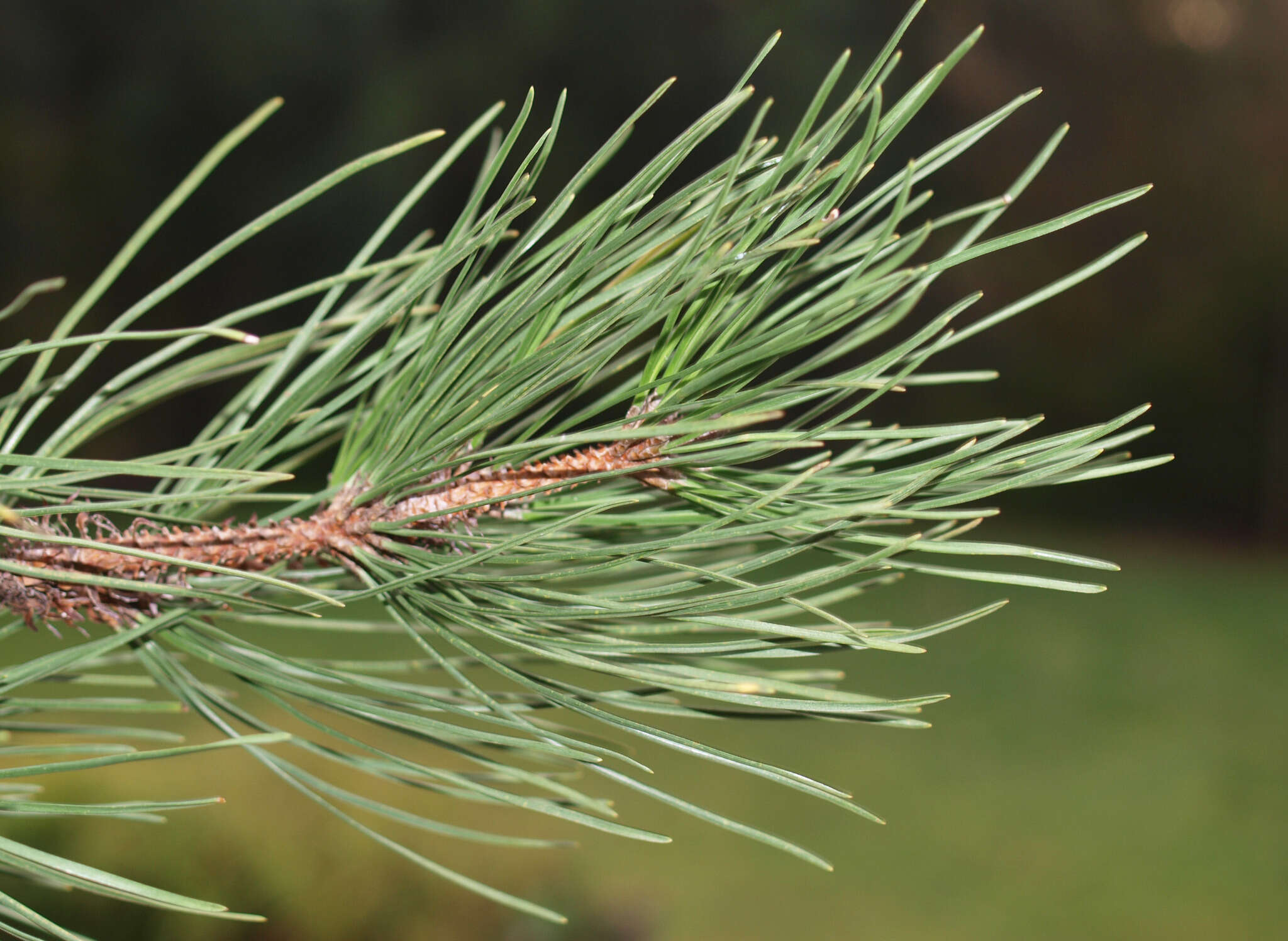 Image of Bishop pine