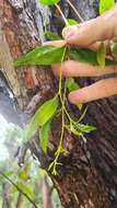 Image of brown stringybark