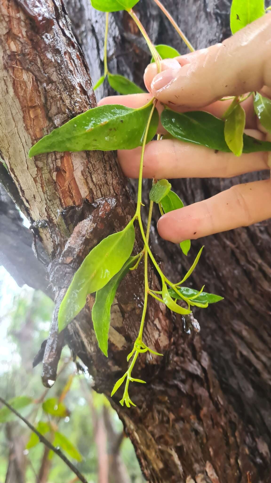 Image of brown stringybark