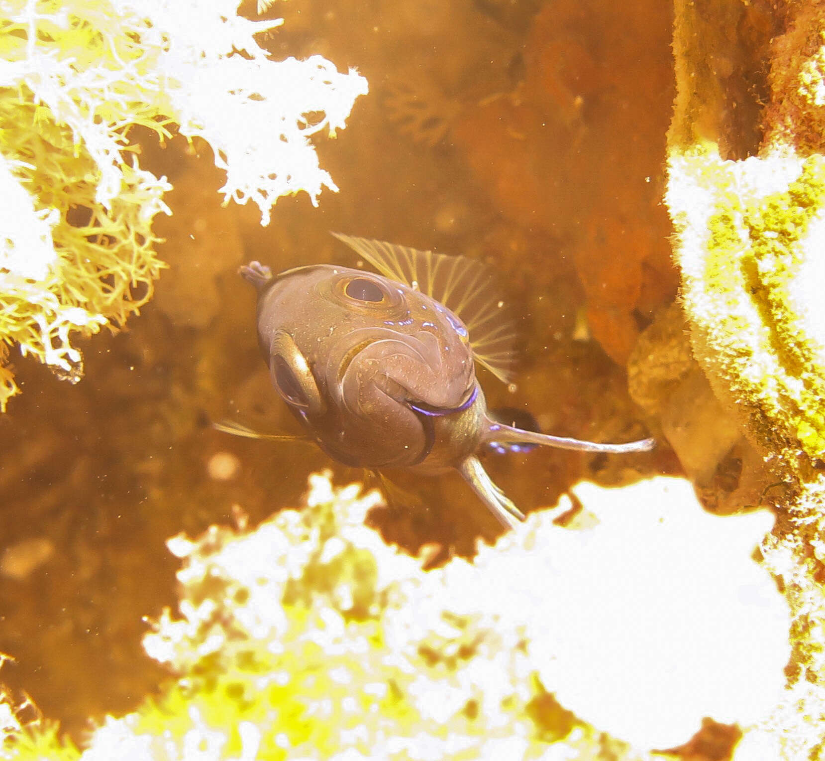 Image of Western blue devil