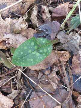 Plancia ëd Pulmonaria saccharata Miller