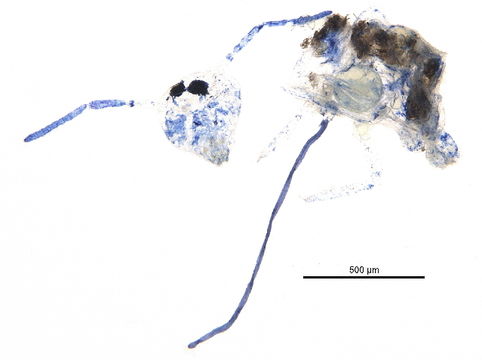 539.smtpi bioug16013 a07 1415627156 jpg.580x360