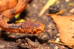 Image of Formosa Slug Snake