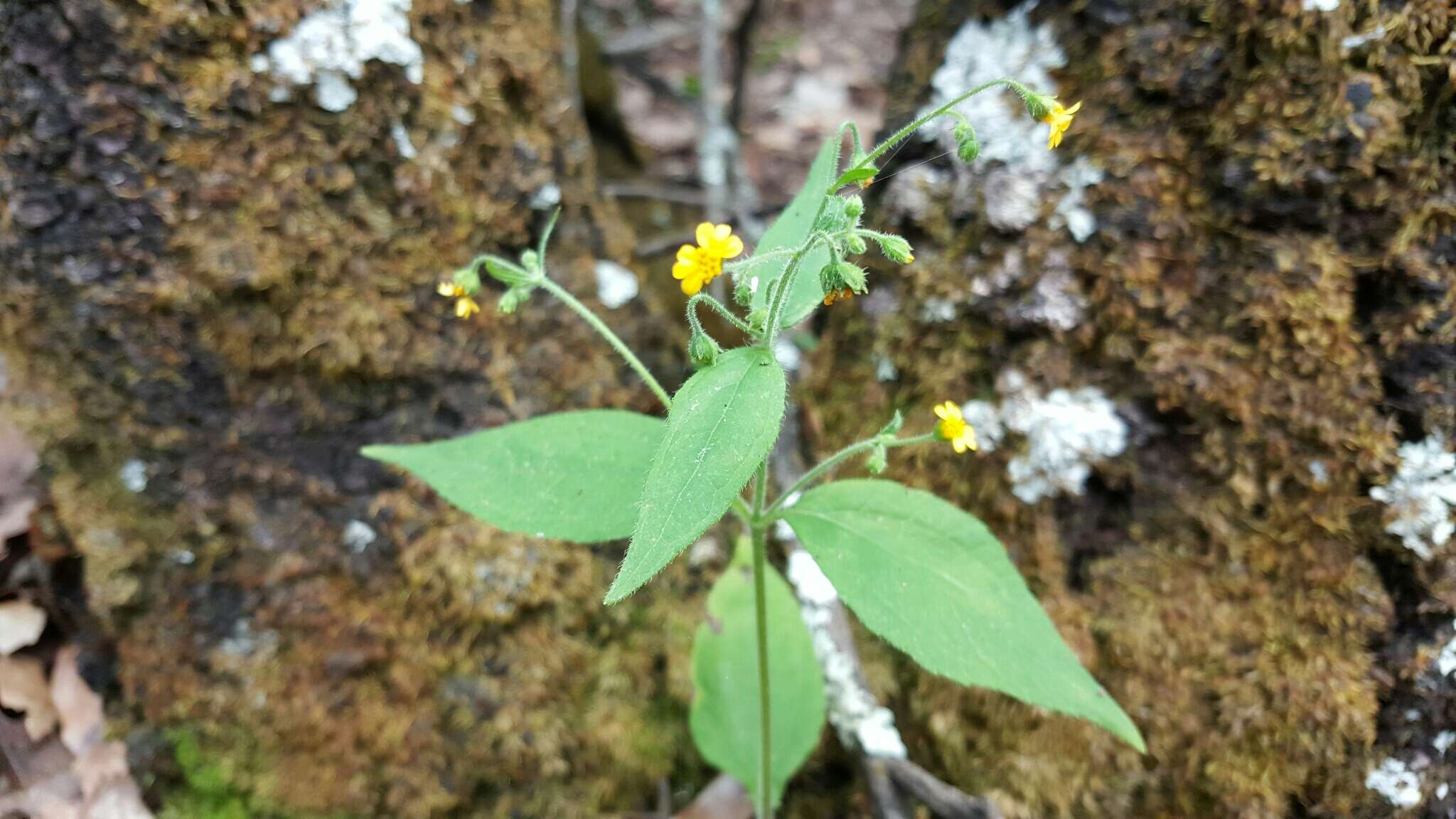 Image of Trigonospermum annuum Mc Vaugh & Laskowski