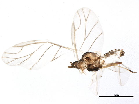 Image of Capitophorus