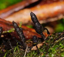 Слика од Xylaria apiculata Cooke 1879