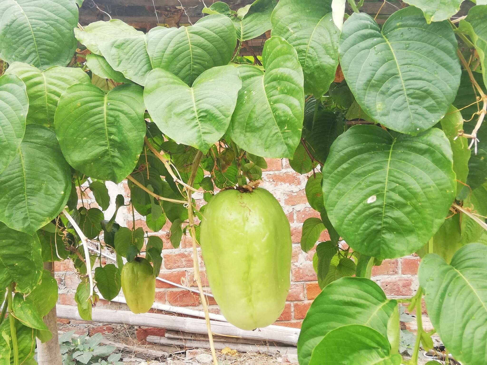 Plancia ëd Passiflora quadrangularis L.