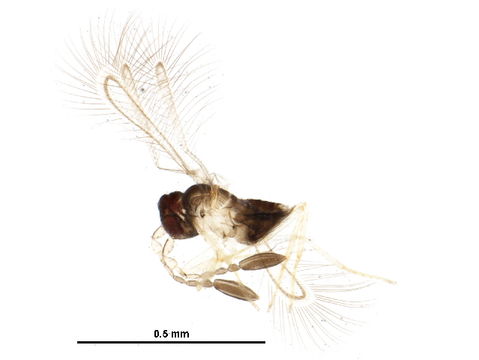 Image of Alaptus