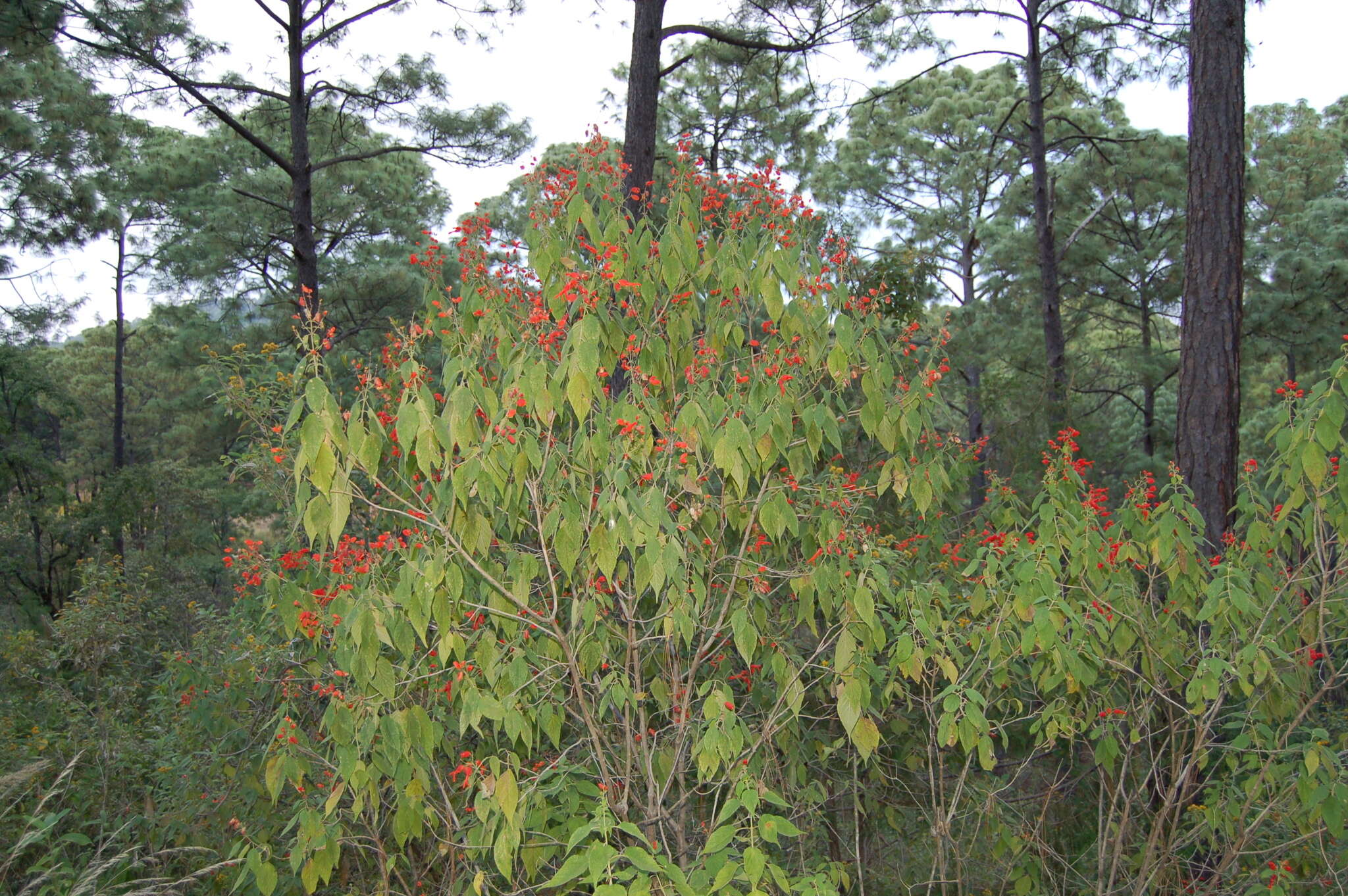 Image of Salvia sessei Benth.